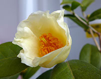 Camellia