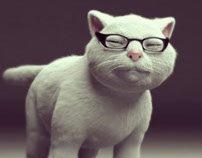 Maki the Cat